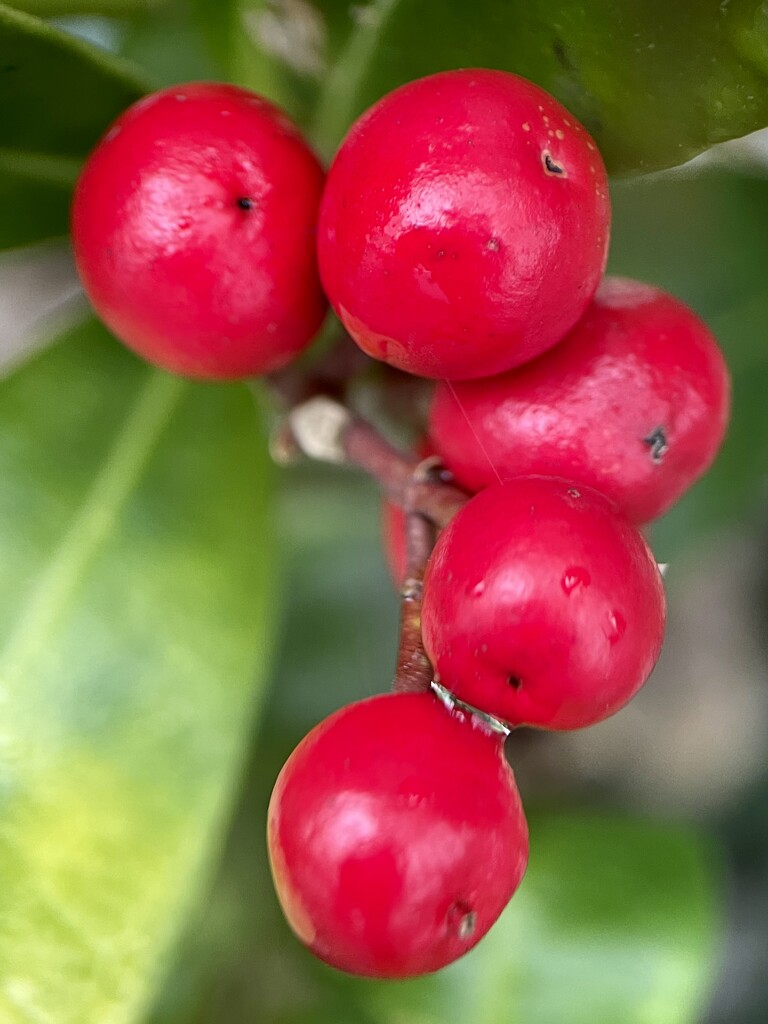 Winter Berries by cookingkaren