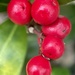 Winter Berries by cookingkaren