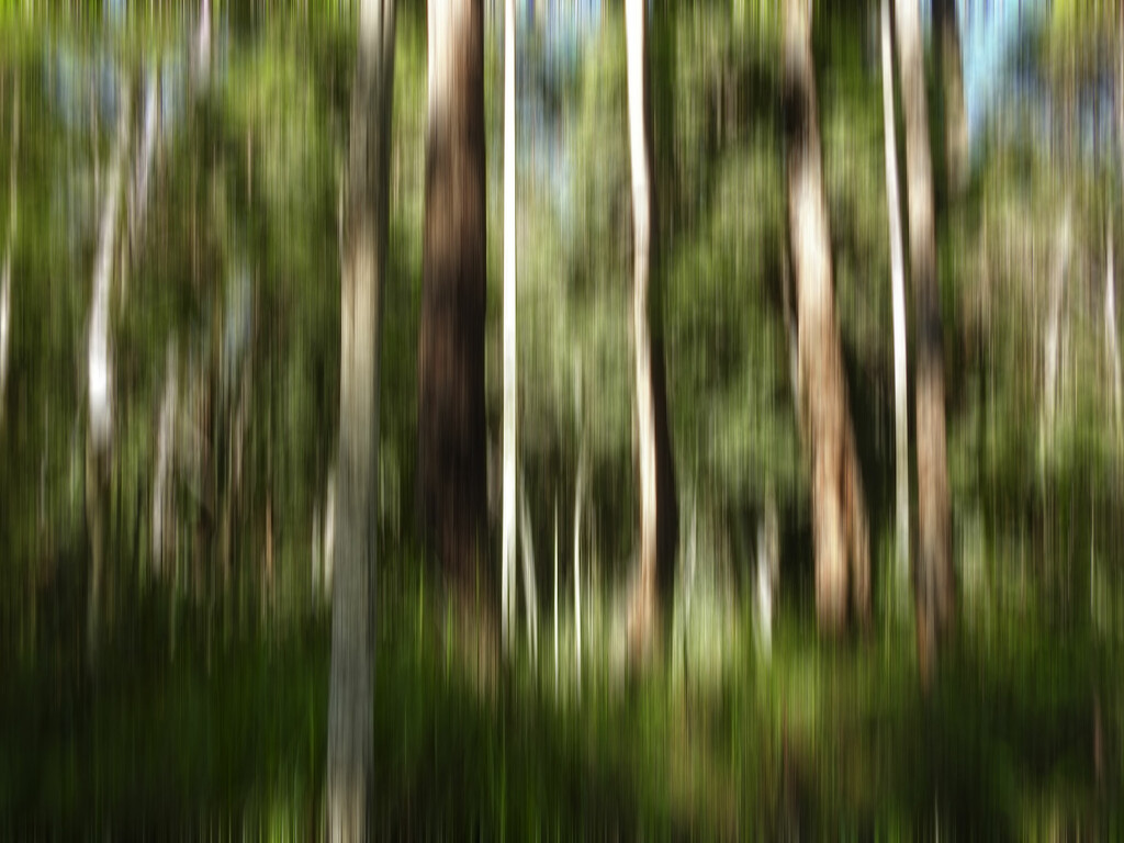 Intentional blur - Mapleton Forest Road by jeneurell