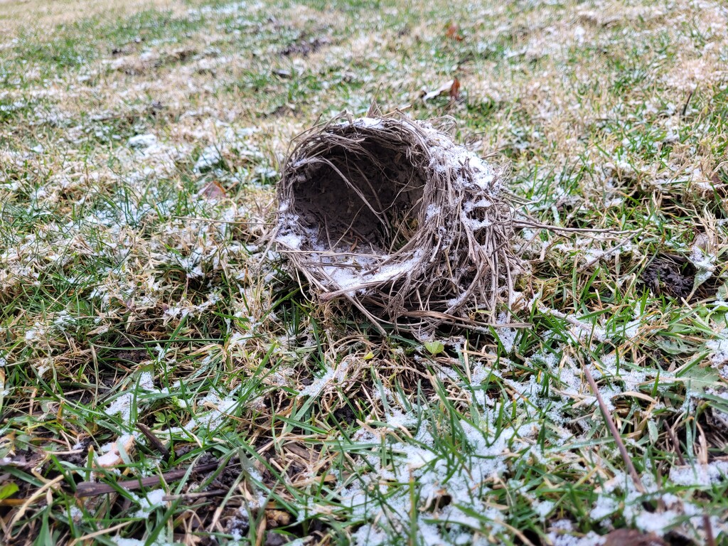 Empty nest syndrome by scoobylou