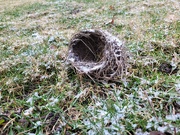 30th Dec 2021 - Empty nest syndrome