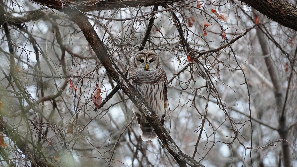 1-365 Barred Owl by slaabs