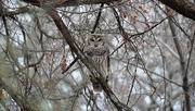1st Jan 2022 - 1-365 Barred Owl