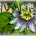 Passion fruit flower by ludwigsdiana