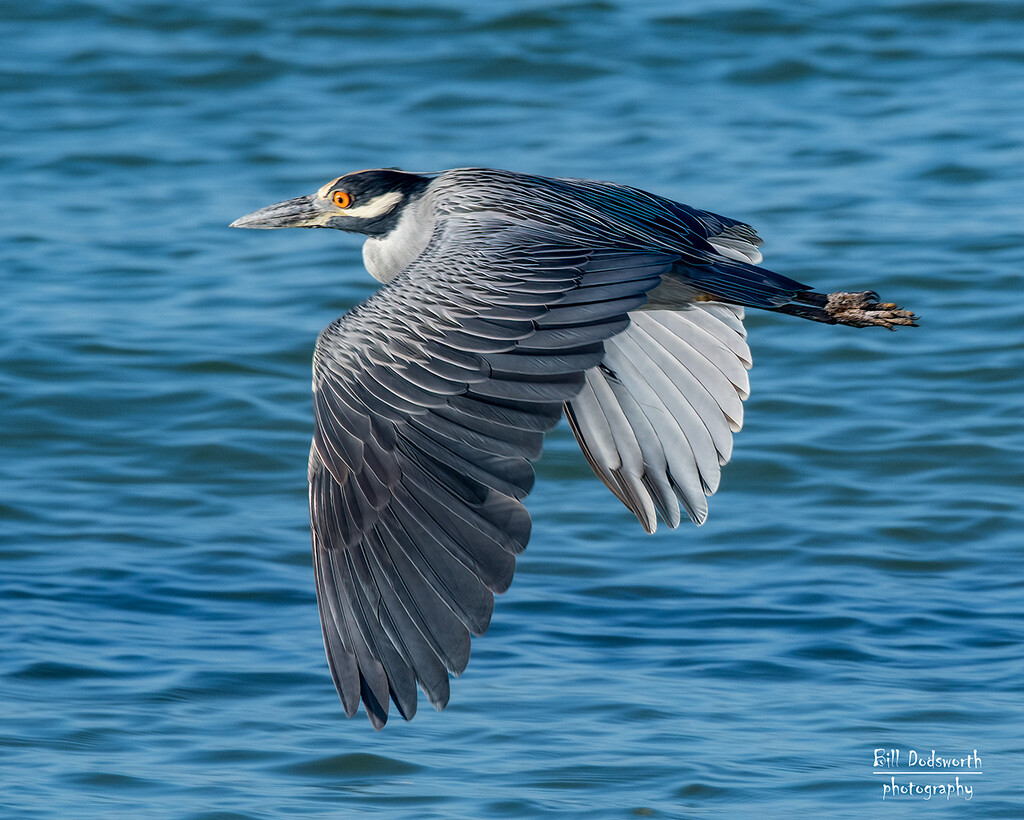Yellow-crowned Night Heron by photographycrazy