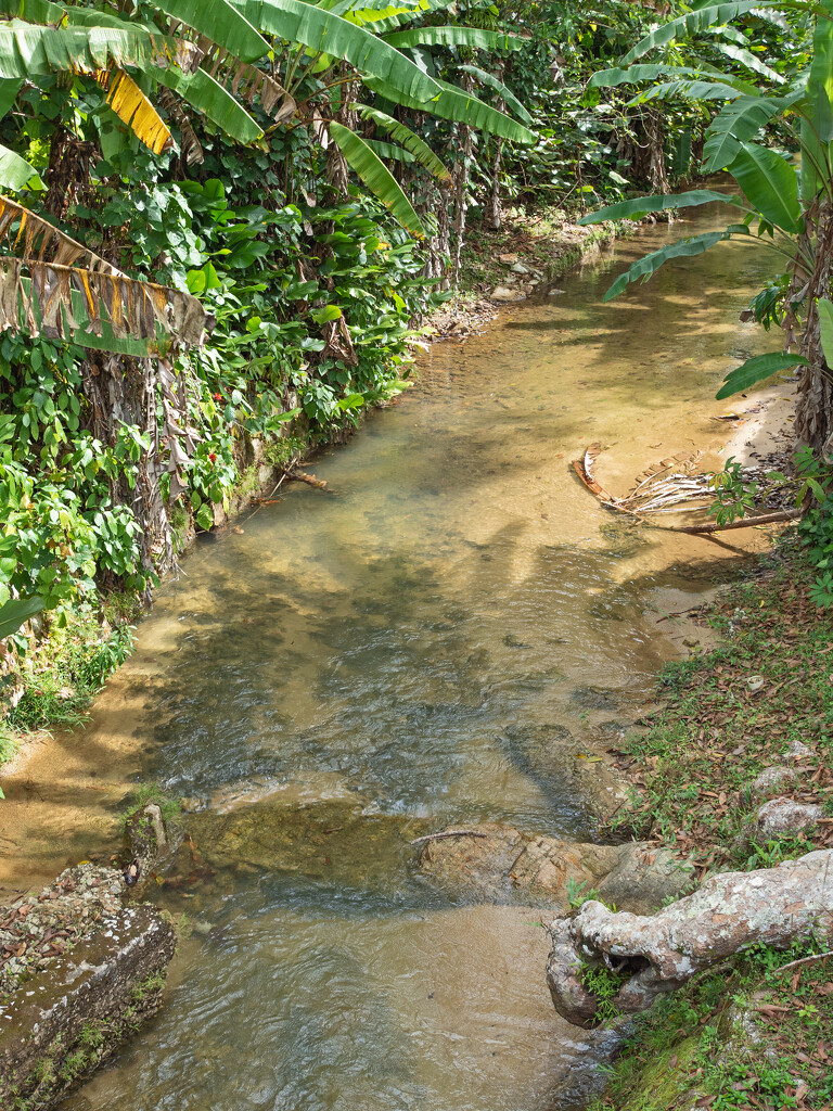 Stream at the Botanical Gardens by ianjb21