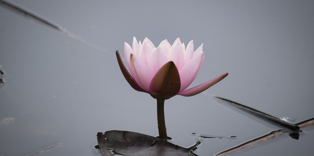 Pink waterlily by dkbarnett