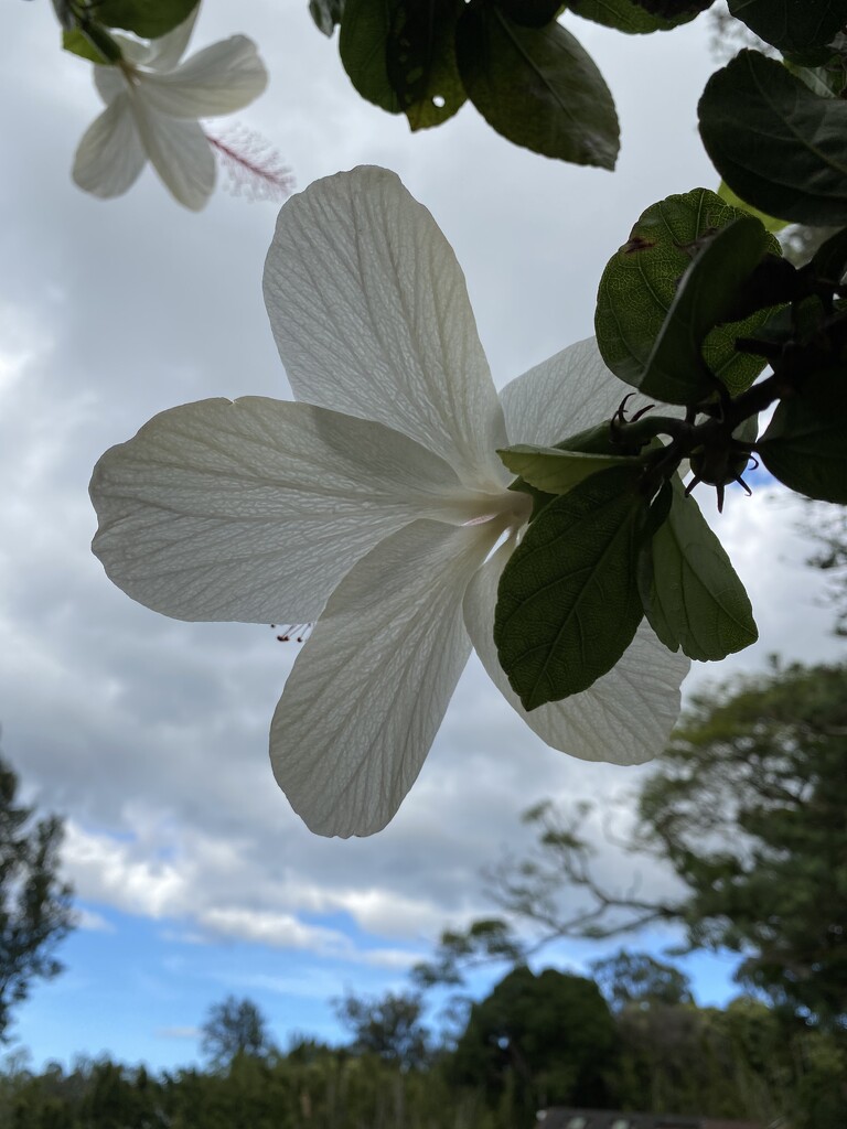 White Hibiscus  by clay88