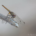 Dragon fly 1 by ingrid01