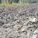 Mud, Glorious Mud! by fishers