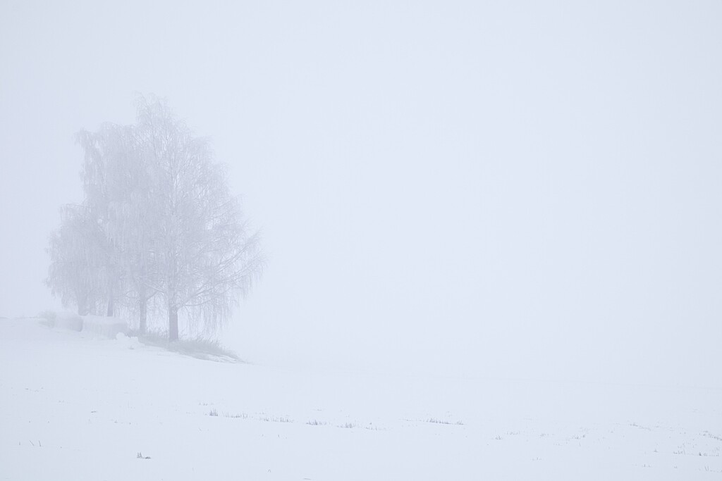 Fog by okvalle