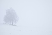 3rd Jan 2022 - Fog