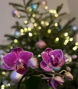 3rd Jan 2022 - Orchids and our Christmas tree