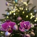 Orchids and our Christmas tree by cawu