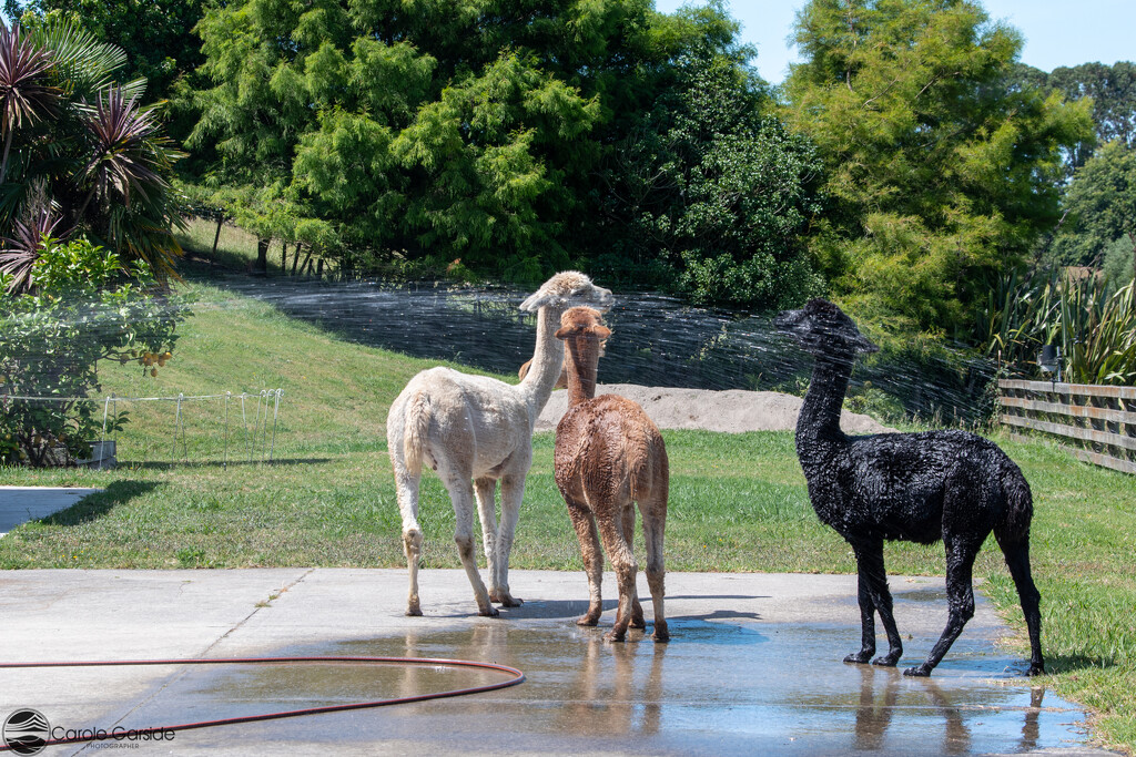 Watering the alpacas by yorkshirekiwi