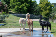 3rd Jan 2022 - Watering the alpacas