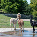 Watering the alpacas by yorkshirekiwi