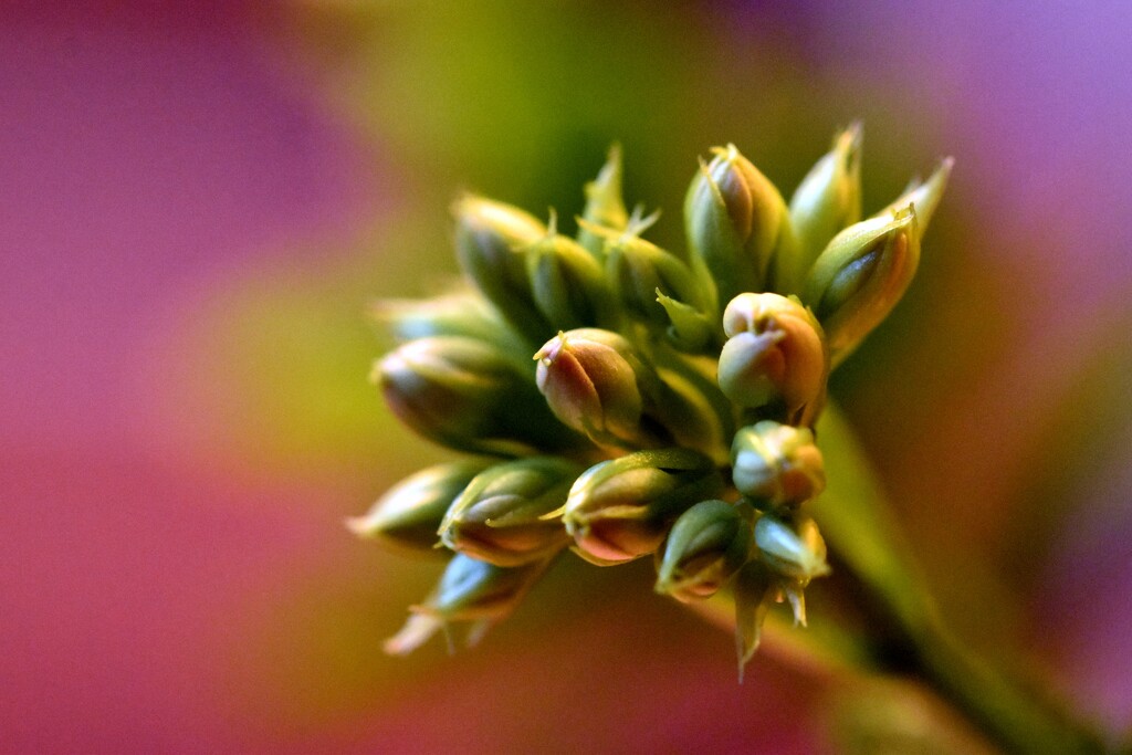 Tiny flowers by anitaw