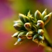 Tiny flowers by anitaw