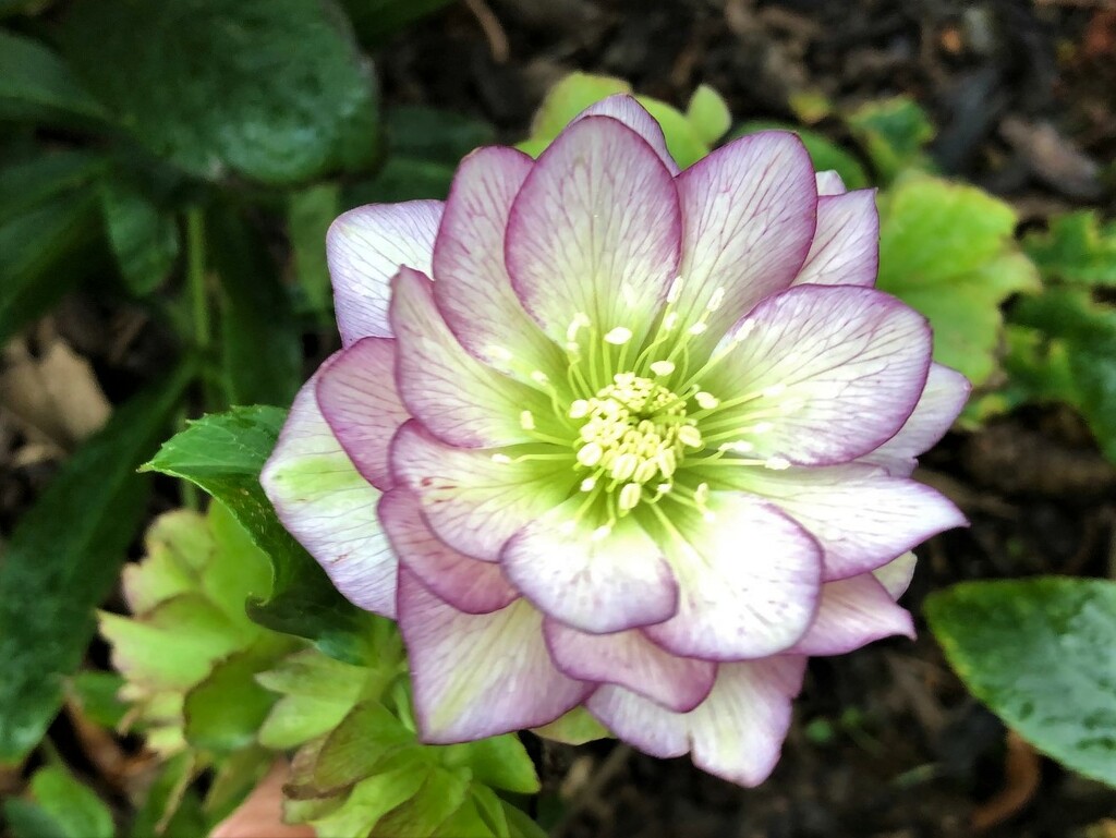  The First Hellebore by susiemc