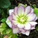  The First Hellebore by susiemc