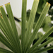 Palm geometry by daryavr