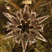 A Swarovski snowflake on our Christmas tree by marianj