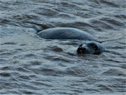 30th Dec 2021 - Seal off Blakeney Point
