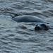 Seal off Blakeney Point by 365jgh