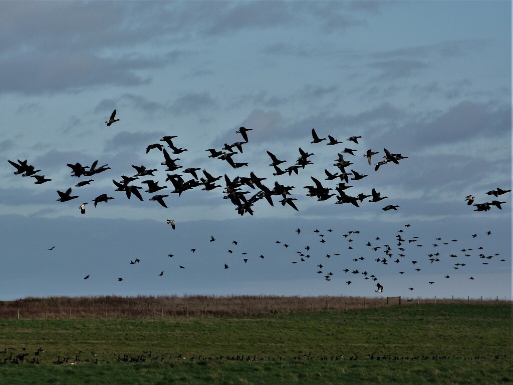 Brent Geese in Flight by 365jgh