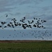 Brent Geese in Flight by 365jgh