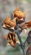 4th Jan 2022 - Looking down on Carolina wild jasmine seed pods...