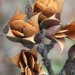 Looking down on Carolina wild jasmine seed pods... by marlboromaam