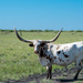 Texas Longhorn by dkellogg
