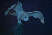 2nd Jan 2022 - night owl 