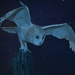 night owl  by myhrhelper