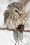 3rd Jan 2022 - Small owl ... big mouse!