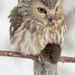 Small owl ... big mouse! by fayefaye