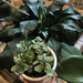 Poor Little Jade Plant  by beckyk365