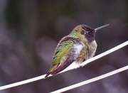 29th Dec 2021 - Sleepy hummingbird