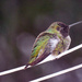 Sleepy hummingbird by kathyo