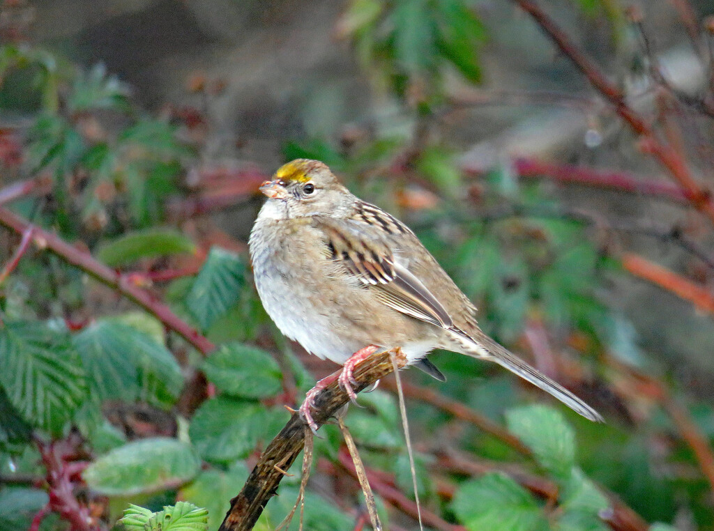 Golden Crowned Sparrow by kathyo