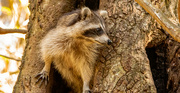 3rd Jan 2022 - Rocky Raccoon Was Still Trying to Decide Whether or Not to Come Down!