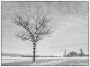 3rd Jan 2022 - Tree in Winter