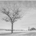 Tree in Winter by cdcook48