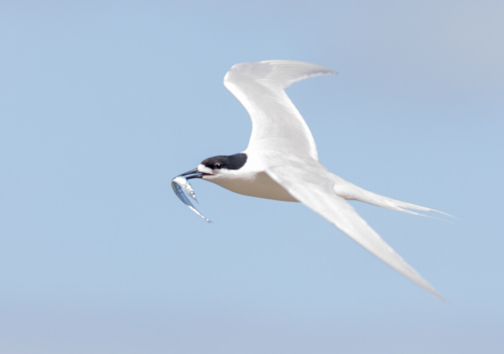 Lunch time for this Tern by creative_shots