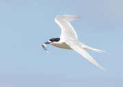 30th Nov 2021 - Lunch time for this Tern