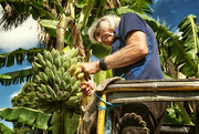 4th Jan 2022 - Banana Farmer