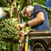 Banana Farmer by helenw2