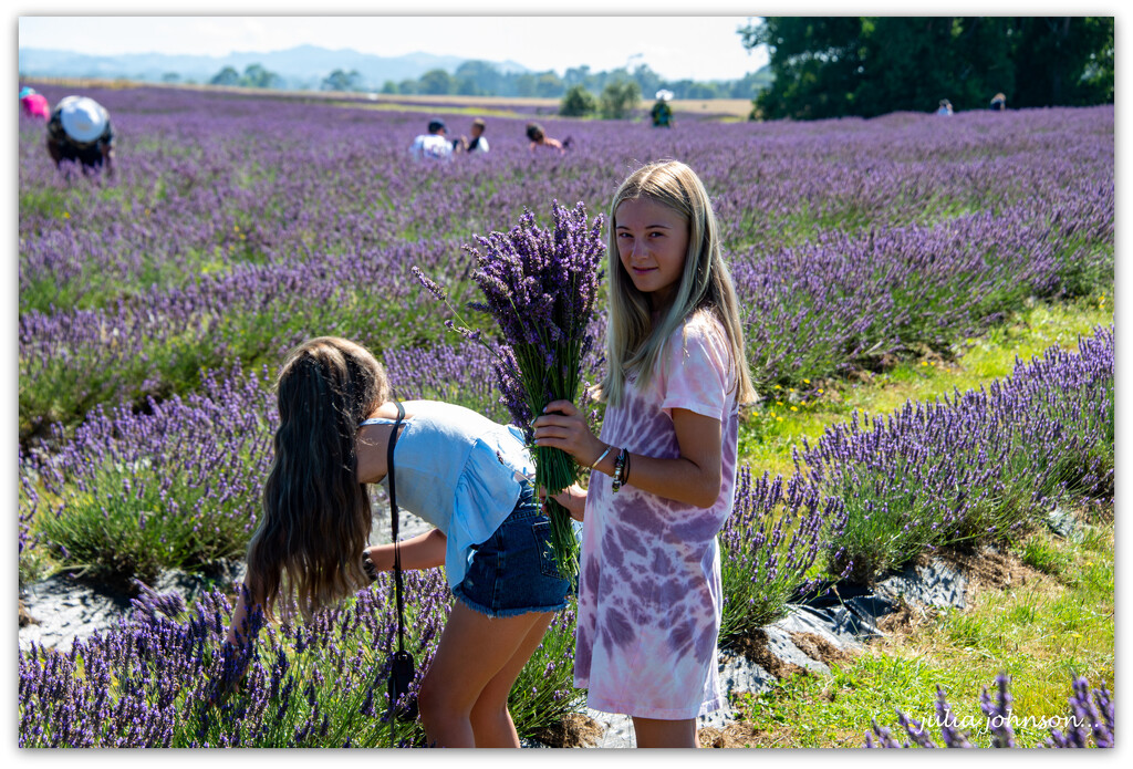 Lavender Picking.. by julzmaioro